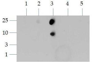 Dot Blot of Rabbit Histone H3 [Dimethyl Lys4] Antibody.