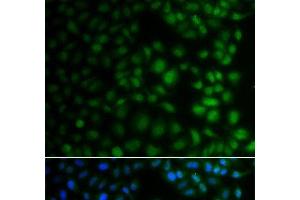 Immunofluorescence analysis of A549 cells using NAA40 Polyclonal Antibody (NAA40 anticorps)