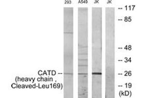 Western blot analysis of extracts from 293/A549/JurKat cells, treated with etoposide 25uM 1h, using CATD (heavy chain,Cleaved-Leu169) Antibody. (Cathepsin D anticorps  (Cleaved-Leu169))