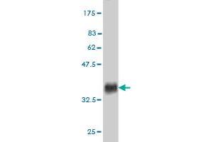 Western Blot detection against Immunogen (37.