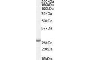 Anterior Pharynx Defective 1 Homolog A (C. Elegans) (APH1A) peptide