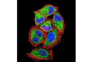 Immunofluorescence analysis of Hela cells using PLA2G7 mouse mAb (green).