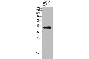 Western Blot analysis of RAT-kidney cells using CD300c Polyclonal Antibody (CD300c anticorps  (Internal Region))