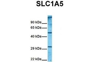Host:  Rabbit  Target Name:  SLC1A5  Sample Tissue:  Human 293T  Antibody Dilution:  1. (SLC1A5 anticorps  (Middle Region))