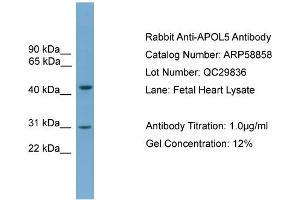 WB Suggested Anti-APOL5  Antibody Titration: 0. (Apolipoprotein L 5 anticorps  (C-Term))