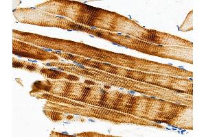 ABIN6259149 and ABIN6275430 at 1/100 staining Mouse muscle tissue by IHC-P. (PDK2 anticorps  (Internal Region))