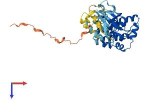 AlphaFold protein structure predicition of Human Recombinant MAP2K6 Protein, UniprotID P52564
