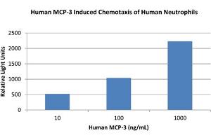 SDS-PAGE of Human Monocyte Chemotactic Protein-3 (CCL7) Recombinant Protein Bioactivity of Human Monocyte Chemotactic Protein-3 (CCL7) Recombinant Protein. (CCL7 Protéine)