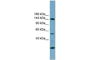 WB Suggested Anti-ITGA8 Antibody Titration:  0.