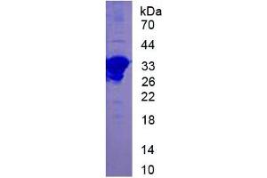 SDS-PAGE of Protein Standard from the Kit (Highly purified E.