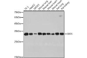 Western blot analysis of extracts of various cell lines, using SBDS antibody (ABIN7270289) at 1:1000 dilution. (SBDS anticorps)