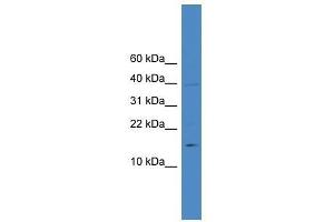 IL17A antibody used at 0. (Interleukin 17a anticorps  (N-Term))