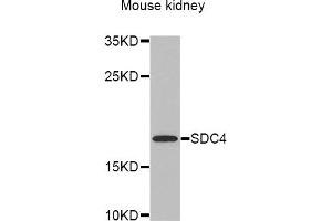 Western blot analysis of extracts of mouse kidney, using SDC4 antibody (ABIN5970935) at 1/1000 dilution. (SDC4 anticorps)