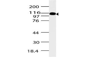 Image no. 1 for anti-ArfGAP with SH3 Domain, Ankyrin Repeat and PH Domain 2 (ASAP2) (AA 500-760) antibody (ABIN5027044) (ASAP2 anticorps  (AA 500-760))