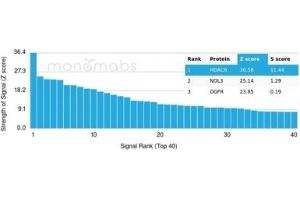 Analysis of Protein Array containing more than 19,000 full-length human proteins using HDAC6-Monospecific Mouse Monoclonal Antibody (PCRP-HDAC6-1A4).