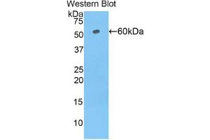 Western blot analysis of the recombinant protein. (TRF1 anticorps  (AA 148-428))