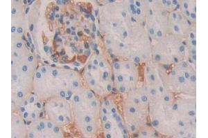 Detection of CBG in Rat Kidney Tissue using Polyclonal Antibody to Corticosteroid Binding Globulin (CBG)