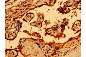 Immunohistochemistry of paraffin-embedded human placenta tissue using ABIN7161270 at dilution of 1:100 (Neurofibromin 1 anticorps  (AA 655-892))