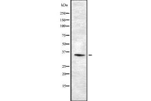 Western blot analysis OR10K1/10K2 using HuvEc whole cell lysates (OR10K1/K2 anticorps)