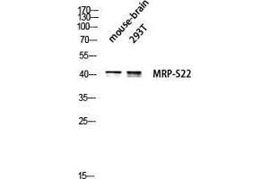 Western Blot (WB) analysis of Mouse Brain 293T lysis using MRP-S22 antibody. (MRPS22 anticorps  (Internal Region))