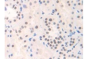Detection of FAM19A3 in Human Kidney Tissue using Polyclonal Antibody to Family With Sequence Similarity 19, Member A3 (FAM19A3)