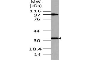 Image no. 1 for anti-Myeloid Differentiation Primary Response Gene (88) (MYD88) (AA 1-200) antibody (ABIN5027378) (MYD88 anticorps  (AA 1-200))