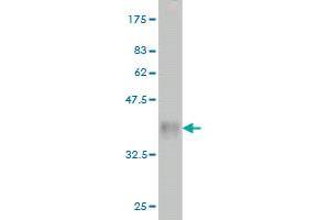 Western Blot detection against Immunogen (36.