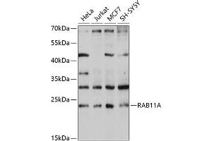 Western blot analysis of extracts of various cell lines, using RA antibody (ABIN3021607, ABIN3021608, ABIN3021609 and ABIN6215361) at 1:1000 dilution. (RAB11A anticorps  (AA 1-216))