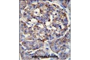 LRRC68 Antibody (N-term) (ABIN655144 and ABIN2844766) immunohistochemistry analysis in formalin fixed and paraffin embedded human pancreas tissue followed by peroxidase conjugation of the secondary antibody and DAB staining. (PPP1R37 anticorps  (N-Term))