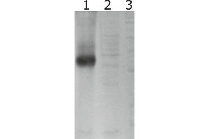 Western-Blot detection of human GFRα-3 expressed in CHO cells. (GFRA3 anticorps)
