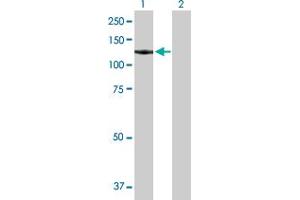 Western Blot analysis of GTF3C2 expression in transfected 293T cell line by GTF3C2 MaxPab polyclonal antibody. (GTF3C2 anticorps  (AA 1-911))