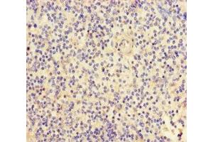 Immunohistochemistry of paraffin-embedded human spleen tissue using ABIN7152778 at dilution of 1:100