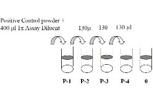 This picture shows the preparation of the positive control.