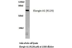 Western blot (WB) analysis of Elongin A1 antibody in extracts from HELA cells. (TCEB3 anticorps)