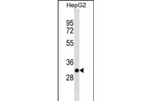 TARM1 Antibody (C-term) (ABIN1536920 and ABIN2850295) western blot analysis in HepG2 cell line lysates (35 μg/lane). (TARM1 anticorps  (C-Term))
