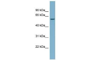 PPP5C antibody used at 1 ug/ml to detect target protein. (PP5 anticorps  (N-Term))