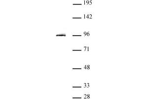 STAT3 antibody (pAb) tested by Western blot. (STAT3 anticorps  (N-Term))