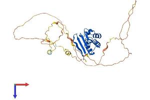 AlphaFold protein structure predicition of Mouse Recombinant Tob2 Protein, UniprotID Q9JM55