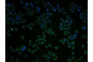 Immunofluorescence staining of Hela cells with ABIN7148793 at 1:100, counter-stained with DAPI.