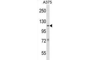 Western Blotting (WB) image for anti-Taste Receptor, Type 1, Member 1 (TAS1R1) antibody (ABIN2998828) (TAS1R1 anticorps)