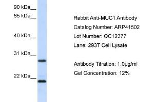 Western Blotting (WB) image for anti-Mucin 1 (MUC1) (N-Term) antibody (ABIN502127) (MUC1 anticorps  (N-Term))