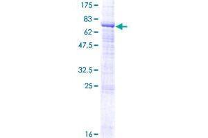 Image no. 1 for Zona Pellucida-Like Domain Containing 1 (ZPLD1) (AA 1-415) protein (GST tag) (ABIN1326510)