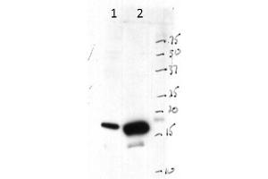 Western Blot of Rabbit anti-Histone 3 antibody.