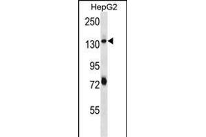 PLEKHH1 Antibody (C-term) (ABIN656704 and ABIN2845936) western blot analysis in HepG2 cell line lysates (35 μg/lane). (PLEKHH1 anticorps  (C-Term))