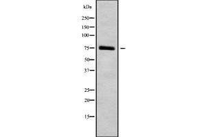 Western blot analysis of HGFAC using NIH-3T3 whole cell lysates (HGFA anticorps  (C-Term))