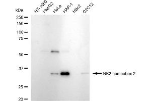 Western blotting analysis using NK2 homeobox 2 antibody (ABIN7799610).