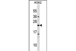 IFNA10 Antibody (C-term) (ABIN1536759 and ABIN2849164) western blot analysis in K562 cell line lysates (35 μg/lane). (IFNA10 anticorps  (C-Term))