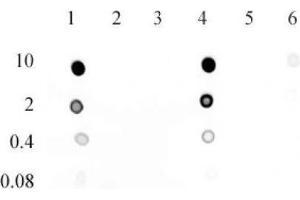 5-Hydroxymethylcytosine (5-hmC) antibody (mAb) tested by dot blot analysis.