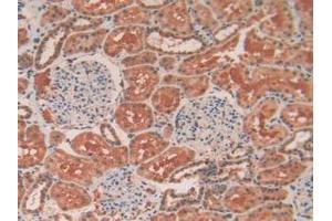 IHC-P analysis of Human Kidney Tissue, with DAB staining. (TEK anticorps  (AA 1-116))
