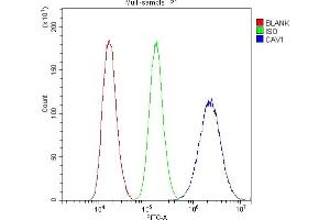 Flow Cytometry analysis of U87 cells using anti-Caveolin-1/CAV1 antibody (ABIN3043803). (Caveolin-1 anticorps  (AA 4-178))